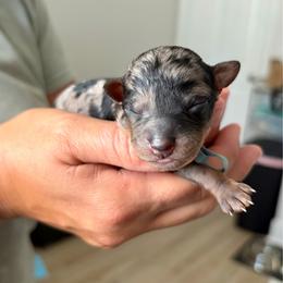 Banner - Blue merle male Bernedoodle puppy in Jacksonville, Florida from Autumn's Aussies