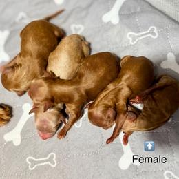 Wizard - Red  male Goldendoodle puppy in Bells, Texas from Partridge Doodles and Poodles