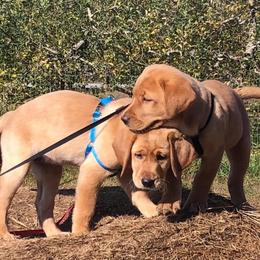 Labrador Retriever Puppies from Spring Water Labs of the Carolinas