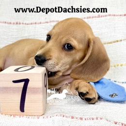 Frank Short Hair Shaded Cream - Cream male Dachshund puppy in South Easton, Massachusetts from Depot Dachsies