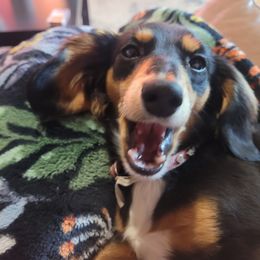 Xena - Dachshund