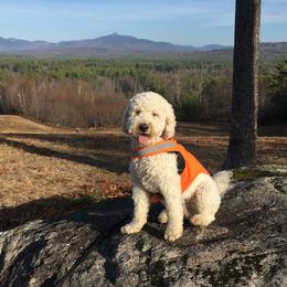 Jax - Goldendoodle