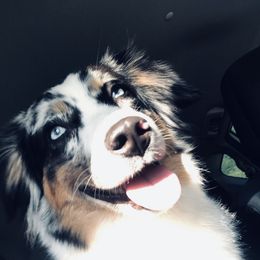 River - Miniature Australian Shepherd