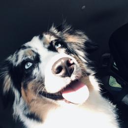 River - Miniature Australian Shepherd