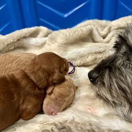 Goldendoodle Puppies from Las Vegas Mini Golden Doodles - John Walker