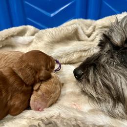 Goldendoodle Puppies from Las Vegas Mini Golden Doodles - John Walker