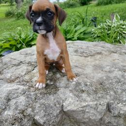 Margaret - Fawn female Boxer puppy in Cannon Falls, Minnesota from Pattys Boxers and Bulldogs