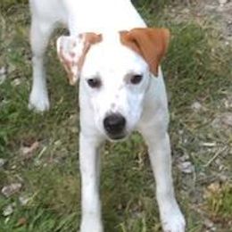 Katie - Jack Russell Terrier