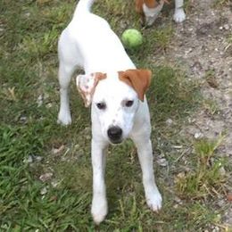 Katie - Jack Russell Terrier