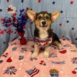 Bunny - Black and tan female Pembroke Welsh Corgi puppy in Barstow, California from Caldwell’s Corgis of Southern California