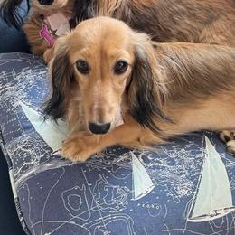 Dachshund puppies from MacLEdaux