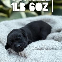Jupiter - Black female Labrador Retriever puppy in Puyallup, Washington from 12 Door Farm Labradors
