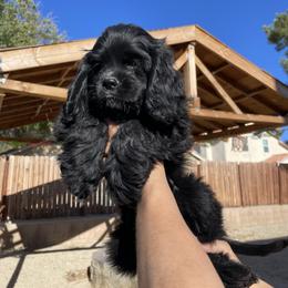 Cocker Spaniel Puppies from SassyCockerG