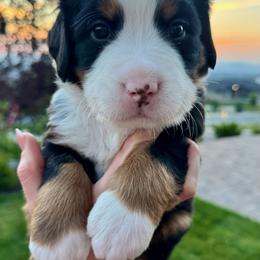 Bernese Mountain Dog Puppies from Cocos Puppy Tales