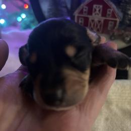 Benny - Black and tan male Dachshund puppy in Argos, Indiana from TKO Doxies