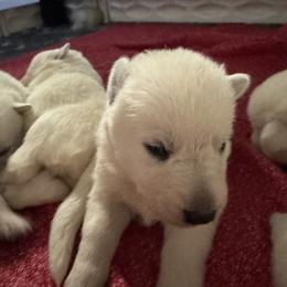 Avalon - White female German Shepherd puppy in Perkasie, Pennsylvania from Twila Ruth Herot