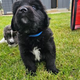 Ash - Black male Newfoundland puppy in Ohio from Vermillion Newfoundlands