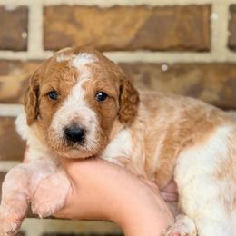 Peter - Apricot male Goldendoodle puppy in Macclenny, Florida from Baker County Goldendoodles