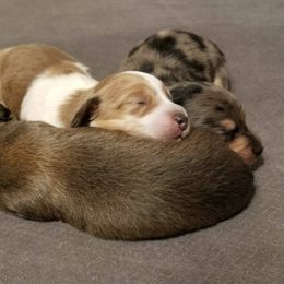 Dachshunds from Little Paws Doxies, LLC
