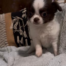 Jack - Chocolate and white male Chihuahua puppy in Tyner, North Carolina from Hawk's Eye Homestead