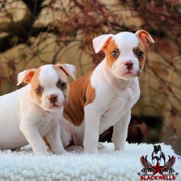 American Bulldog and French Bulldog Puppies from Blackwell's American & French Bulldogs