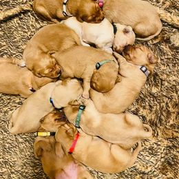 Golden Retriever and Labrador Retriever Puppies from All Around Retrievers LLC
