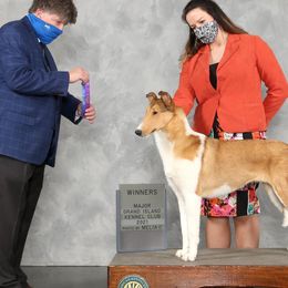 Delilah - Collie
