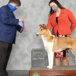 Delilah - Collie