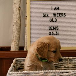 Golden Retriever Puppies from Akoya Kennels