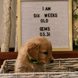 Golden Retriever Puppies from Akoya Kennels