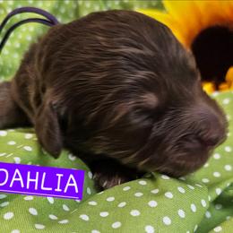 Dahlia, Purple collar - Brown female Cockapoo puppy in Pell City, Alabama from FurEver Young Kennels
