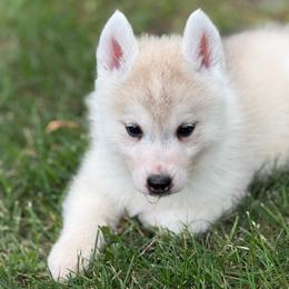 Artemis - Gray and white female Siberian Husky puppy in Amery, Wisconsin from Sovereign Siberians