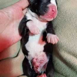 Boxer Puppies from Winchester Boxers