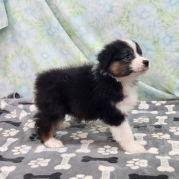 Australian Shepherd puppies from Rosewood Aussies