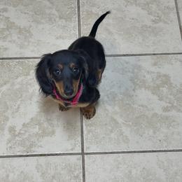 Lennox - Black and tan female Dachshund puppy in Ozark, Alabama from The Southern Sasuage Co