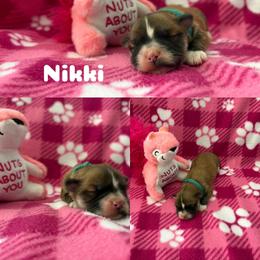 Nikki - Red gold female Lhasa Apso puppy in Cincinnati, Ohio from Shangri-La Lhasa Apsos