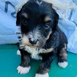Sunny - Tri-color female Bernedoodle puppy in Sherman, Illinois from Shirl Doodle Life