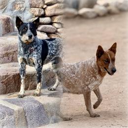 Australian Cattle Dog puppies from A2 Australian Cattle Dogs