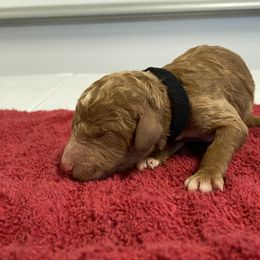 Poodle Puppies from Rock Creek Royal Poodles