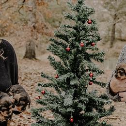 Dachshunds and Labrador Retrievers from Three Lakes Labs & WHDs
