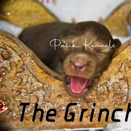 Dachshund Puppies from Pasek Kennels