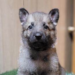 German Shepherds from The Shepherds View