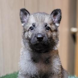 German Shepherds from The Shepherds View