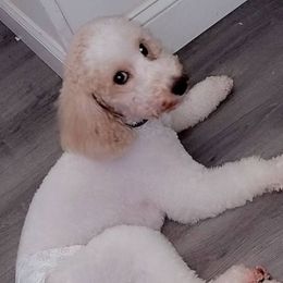 Na - Goldendoodle