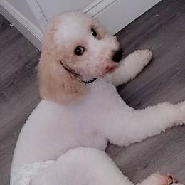 Na - Goldendoodle