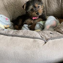 Yorkshire Terrier Puppies from Missy Lu Lap Puppies