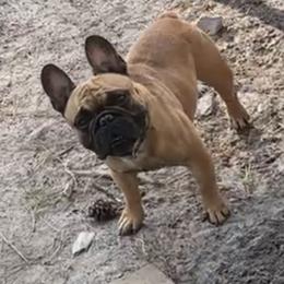 American Bulldog, French Bulldog, and Rat Terrier All Grown Up from DF's Unlimited Ruff