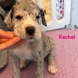 Rachel Green - Mantle merle female Great Dane puppy in Howe, Texas from Bright Danes of Texas