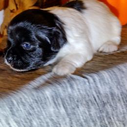 Coton de Tulear Puppies from Marilyn Edwards