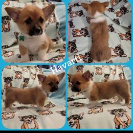 Pembroke Welsh Corgi Puppies from STR Corgis